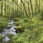 EIP closes Fund V on $400m against ‘highly challenging’ backdrop Stream In The Forest