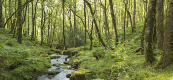 Stream In The Forest