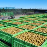 MyFarm launches NZ$35m raise to expand KiwiFruit Fund