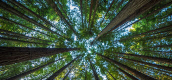 Photo of a tree canopy.
