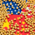 US and China flags covered with soybeans