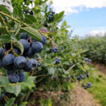 Regenerate Asset Management closes Fund I on €150m – exclusive Blueberries in a field