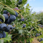 Field Notes: Regenerate Asset Management closes Fund I on €150m; US farmland delivers 0.51% return in Q3