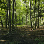 Coca-Cola, UK and Canadian government bodies back Mirova’s land fund Forest