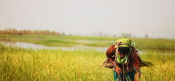 India farmland