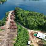 New Forests makes Solomon Islands debut with 75% stake in forestry company
