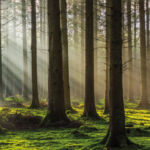 Manulife IM: Growing credible impact in sustainable timberland Dappled light streams into forest