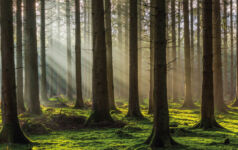 Manulife IM: Growing credible impact in sustainable timberland Dappled light streams into forest