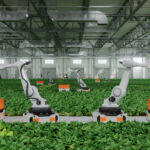 Robots harvesting crops