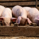 Piglets eating high quality protein food and gaining weight in pigpen.