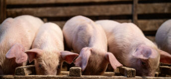 Piglets eating high quality protein food and gaining weight in pigpen.