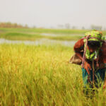 Field Notes: IFC formalizes its approach to bring private capital into ag; Centuria acquires $A444m agri infrastructure fund