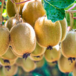 Field Notes: NZ Super crafting ‘competitive advantage’ in agriculture; download Agri Investor’s 2025 Impact Report