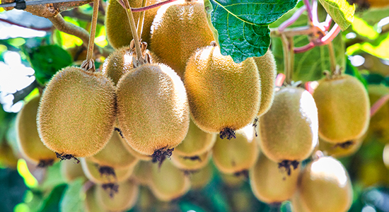 NZ Super crafting ‘competitive advantage’ in agriculture; download Agri Investor’s 2025 Impact Report