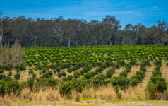 Macadamia orchard, NSW Australia