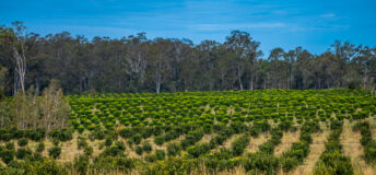 Macadamia orchard, NSW Australia