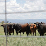 Cattle seen through a fence