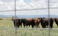 Cattle seen through a fence