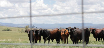 Cattle seen through a fence
