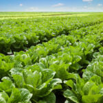Growing lettuce in rows in a field on a sunny day.