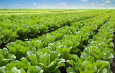 Growing lettuce in rows in a field on a sunny day.