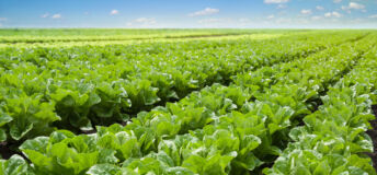 Growing lettuce in rows in a field on a sunny day.