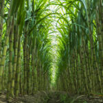 Sugarcane