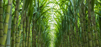 Sugarcane