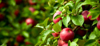 Red Apple