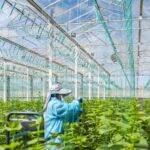 Centuria acquired the Two Wells glasshouse in South Australia from PSP Investments for A$168m.