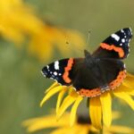 Image of a black, white, and orange colored butterfly on a yellow flower.