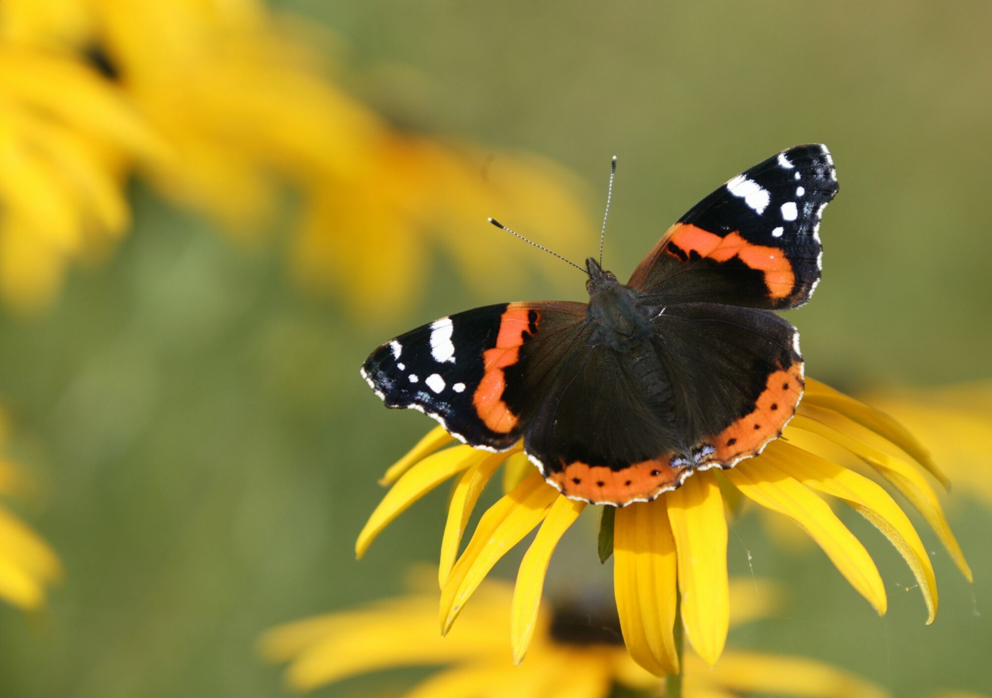 Butterfly Equity changes control after partner dispute | Agri Investor