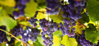 Grapes