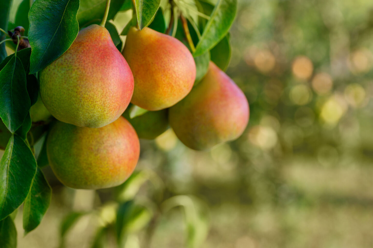 Cascadia banker spins out ‘farm-to-fork’ agri investment bank | Agri ...