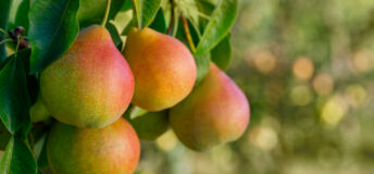 Pears on a branch