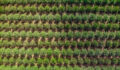 Overhead photograph of fields of trees.