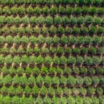 Overhead photograph of fields of trees.