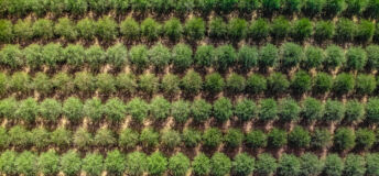 Overhead photograph of fields of trees.
