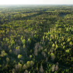 Aerial view of a forest.