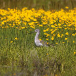 Bird in a field