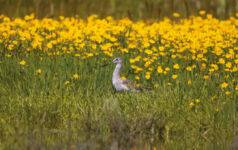Ecosystem Investment Partners on banking on environmental mitigation Bird in a field