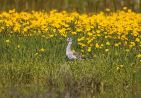 Bird in a field