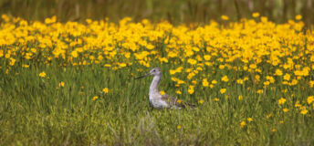 Bird in a field