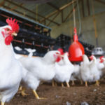 A group of chickens in a farm