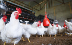 Roc Partners on investing in operationally intensive agriculture businesses A group of chickens in a farm