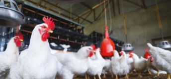 A group of chickens in a farm