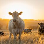 Cows stand in a field