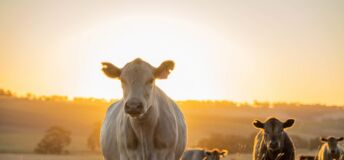 Cows stand in a field