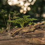 Green plant grows from a tree trunk