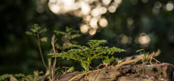 Green plant grows from a tree trunk
